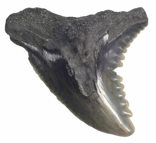 Fossil Hemipristis Shark Tooth - Maryland #42536